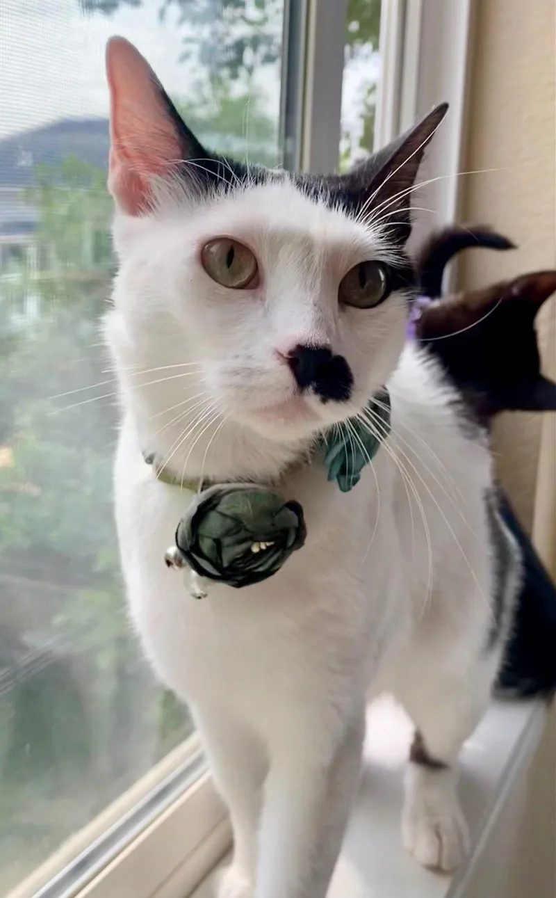 Mama Madonna thumbnail 2