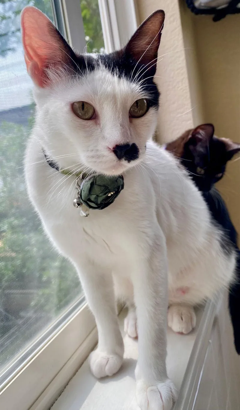 Mama Madonna thumbnail 3