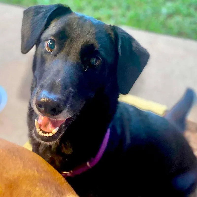 An adult medium-sized female Black Labrador Retriever dog named Bailey Joy for adoption in Grand Bay, AL