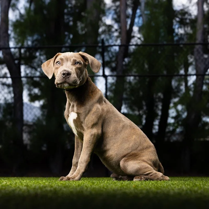 A baby small-sized male Sable American Bulldog dog named Gravy for adoption in Jupiter, FL