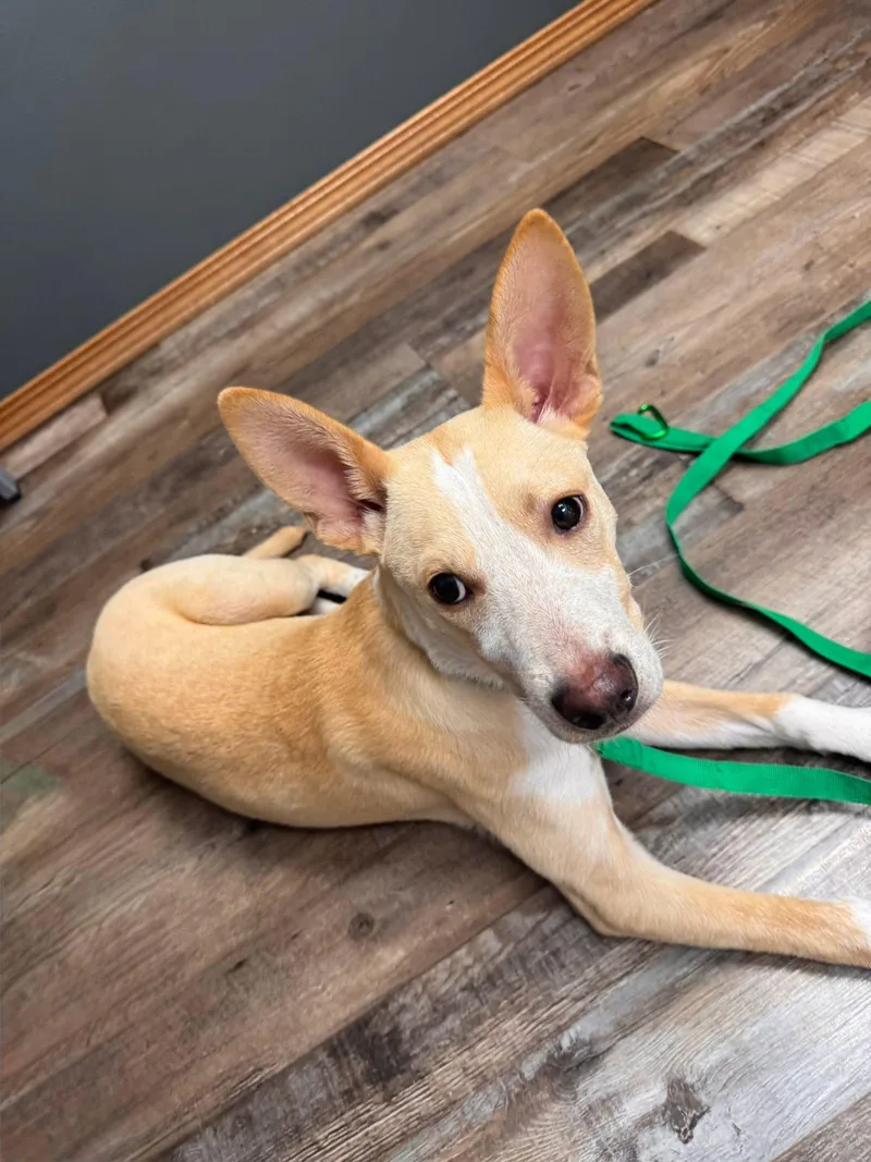 A baby medium-sized male White / Cream Australian Cattle Dog / Blue Heeler dog named Stitch for adoption in New London, WI