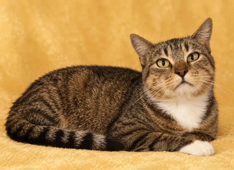 A young small-sized female Domestic Short Hair cat named Jordyn for adoption in Columbia, TN