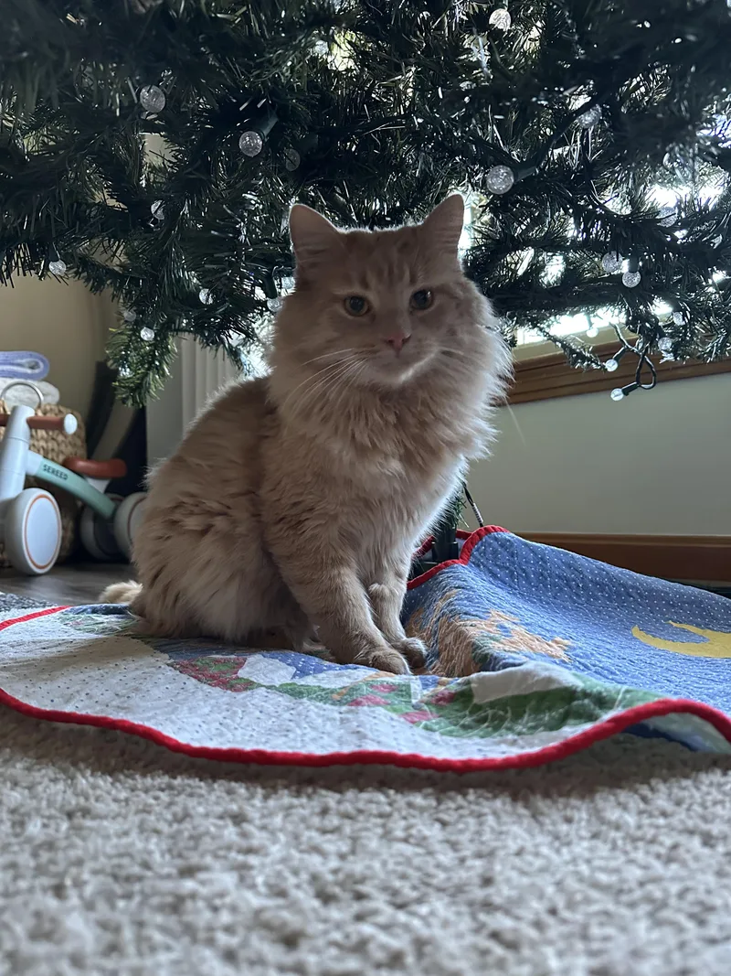 Uncle Jim Biscuit All thumbnail 3