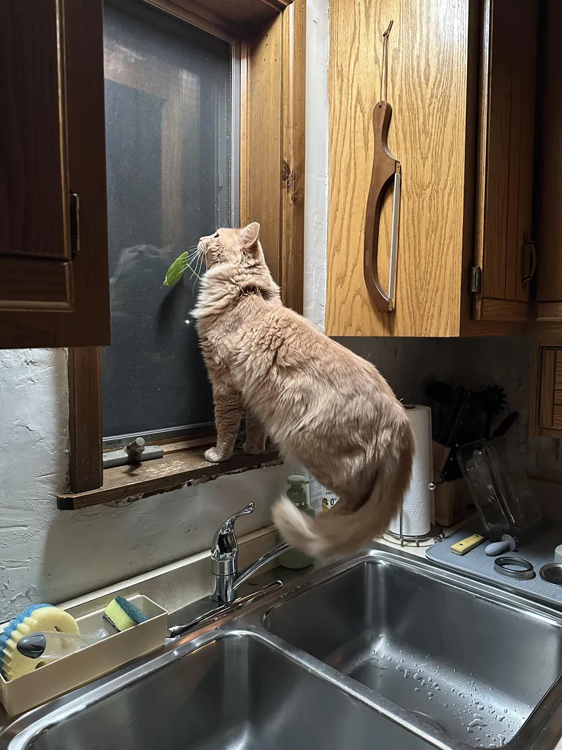 Uncle Jim Biscuit All thumbnail 4