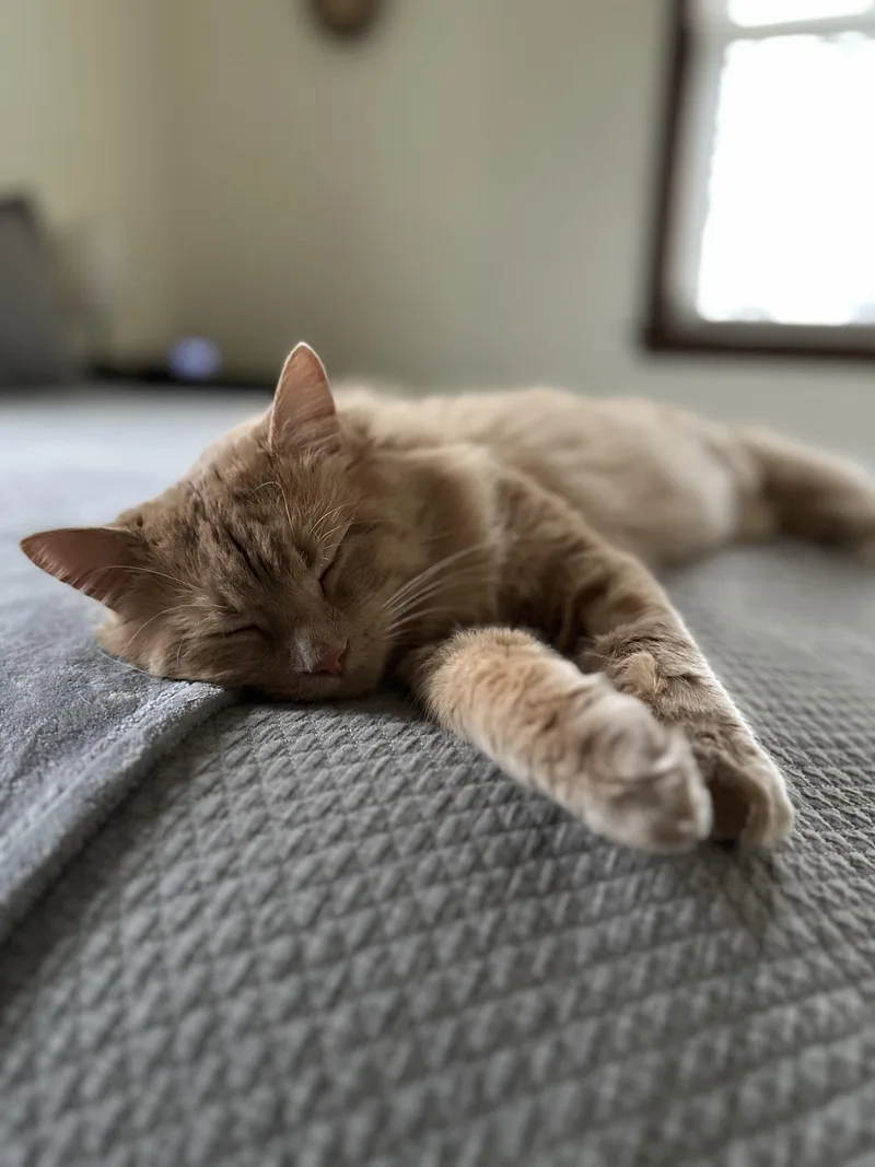 Uncle Jim Biscuit All thumbnail 5