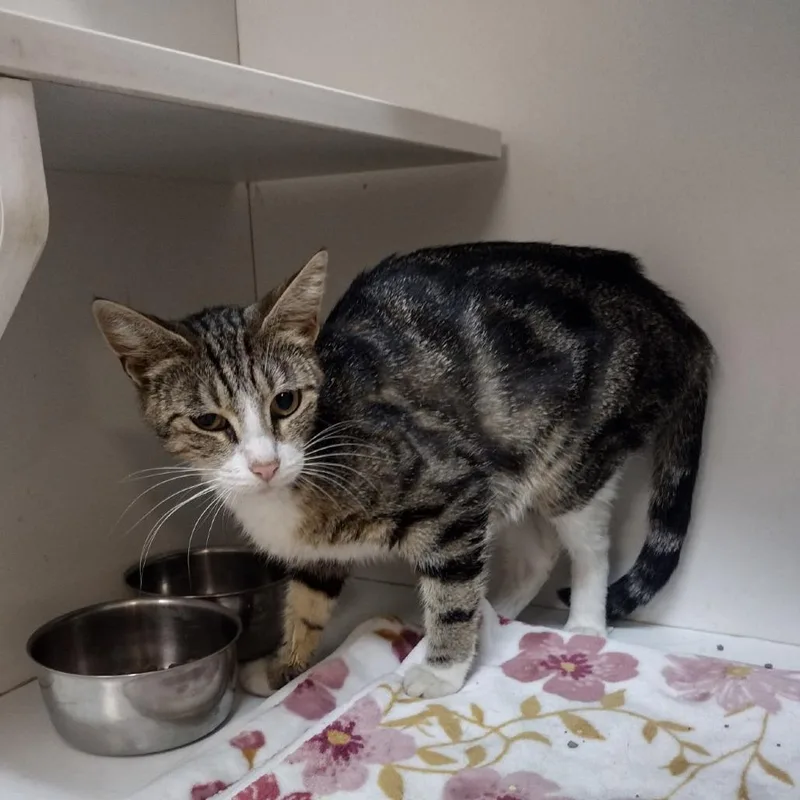 An adult small-sized female Brown / Chocolate Domestic Short Hair cat named Lolita for adoption in Troy, IL