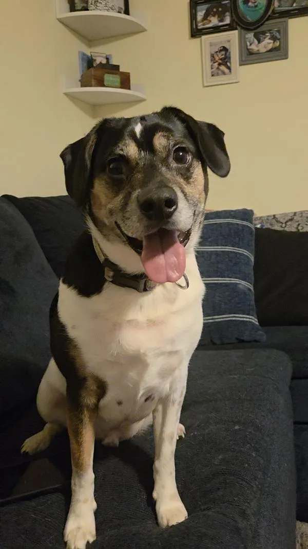 An adult small-sized male Rat Terrier dog named Pander for adoption in Salisbury, MD