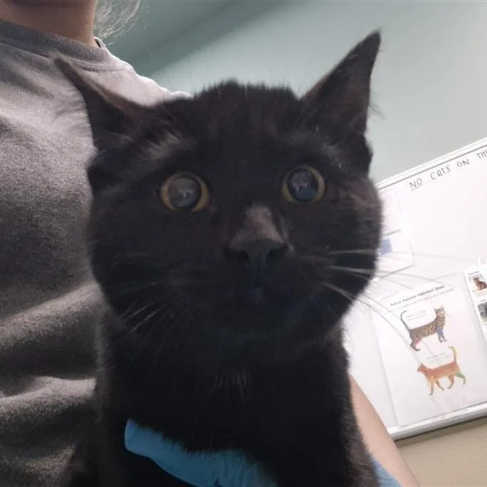 A baby small-sized male Black Domestic Short Hair cat named Earl Grey for adoption in Tacoma, WA