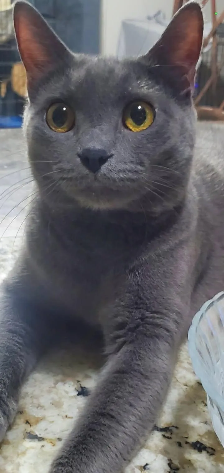 An adult medium-sized male Gray / Blue / Silver Domestic Short Hair cat named Lucky for adoption in Glendale, AZ