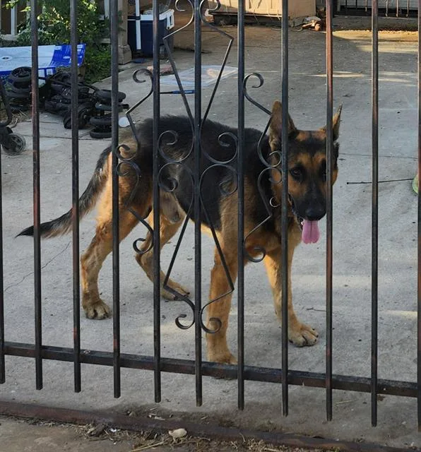 An adult large-sized male German Shepherd Dog dog named Luke for adoption in San Antonio, TX