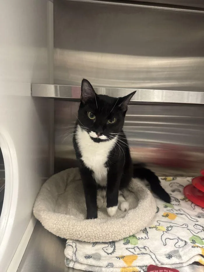 An adult small-sized male Black & White / Tuxedo Domestic Short Hair cat named Pedro for adoption in Hilton Head Island, SC