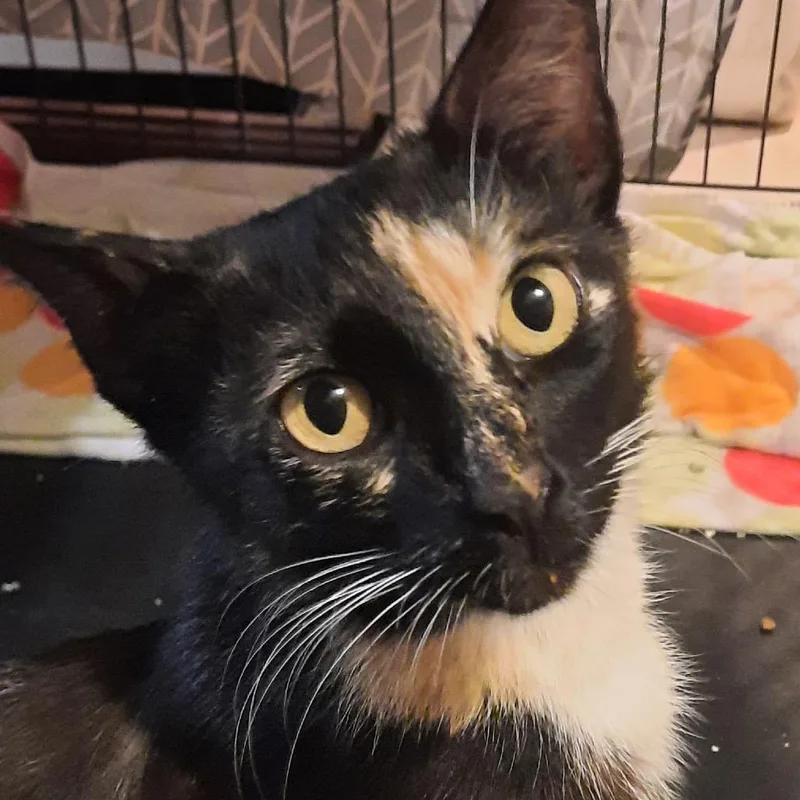 A young large-sized female Tortoiseshell American Shorthair cat named Lucy for adoption in Freeport, FL