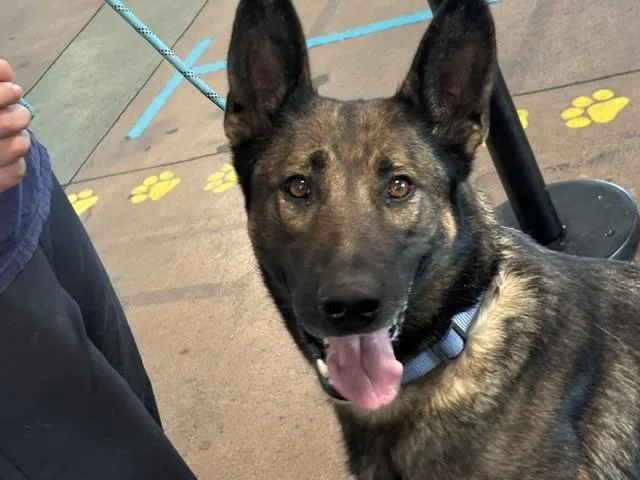 An adult large-sized female German Shepherd Dog dog named Luna for adoption in Van Nuys, CA