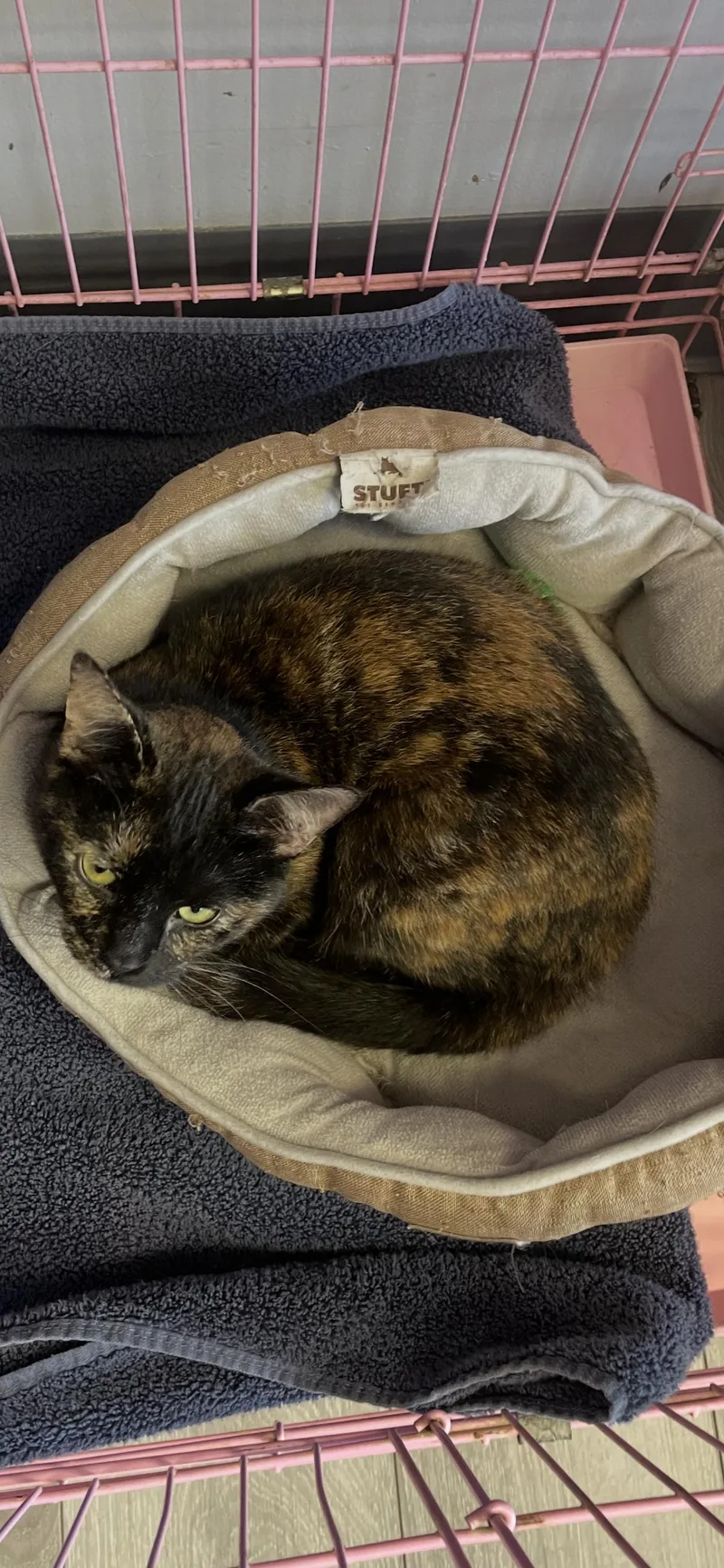An adult medium-sized female Tortoiseshell cat named Crystal  Must Apply for adoption in Georgetown, KY