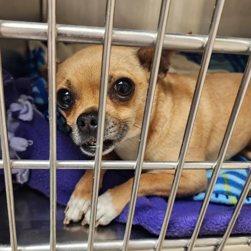An adult small-sized male Yellow / Tan / Blond / Fawn Mixed Breed dog named Yorkstray for adoption in York, PA