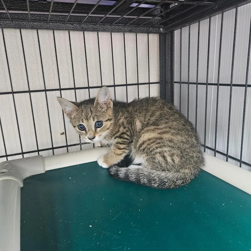 A baby small-sized female Brown / Chocolate Domestic Short Hair cat named Snapple for adoption in Ridgely, MD