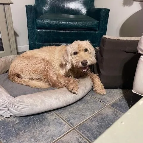 A senior large-sized female Golden Labradoodle dog named Daisy for adoption in Long Beach, MS