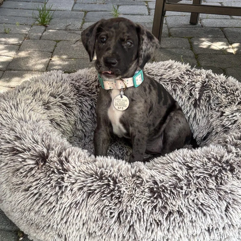Skye
