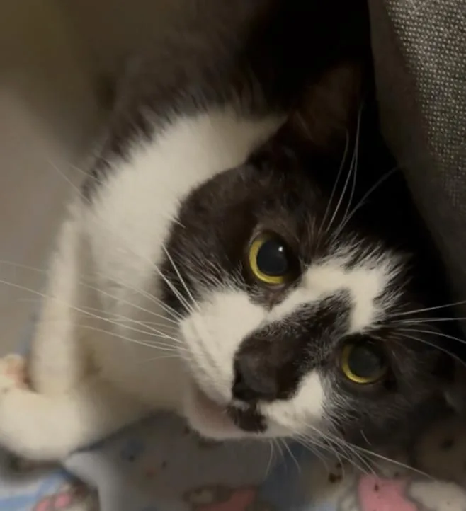 An adult large-sized male Black Domestic Short Hair cat named Norman for adoption in Osseo, MI