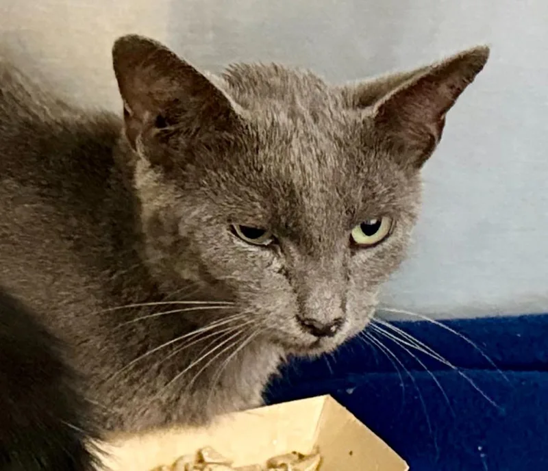 A baby medium-sized female Domestic Short Hair cat named Wendy Darling for adoption in Burnsville, NC