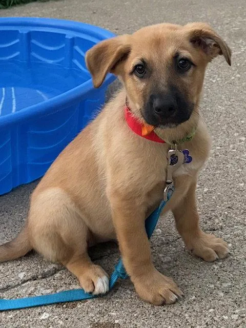 A baby medium-sized female Shepherd dog named Nori for adoption in Hillside, IL