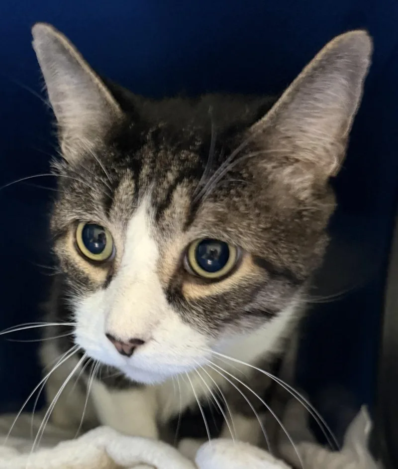 A young medium-sized male Tabby (Buff / Tan / Fawn) Domestic Short Hair cat named Larry for adoption in Sault Sainte Marie, MI