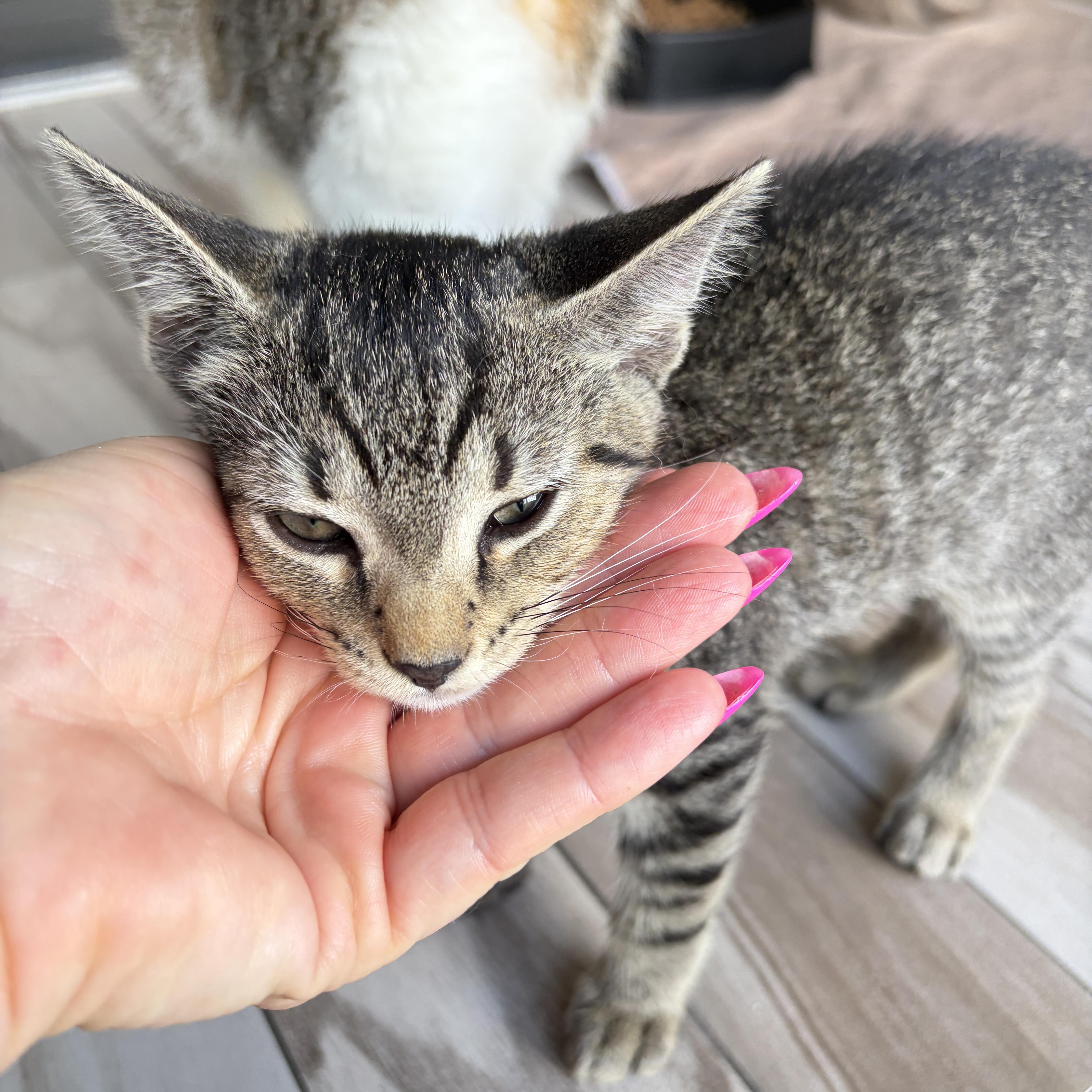 A baby medium-sized female Tabby (Brown / Chocolate) Domestic Short Hair cat named Clementine for adoption in Lauderhill, FL
