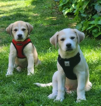 A baby small-sized female Yellow / Tan / Blond / Fawn Great Pyrenees dog named Primrose for adoption in Atlanta, GA