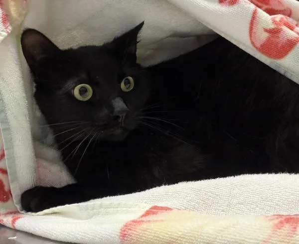 An adult medium-sized male Domestic Short Hair cat named Eclipse for adoption in Escondido, CA