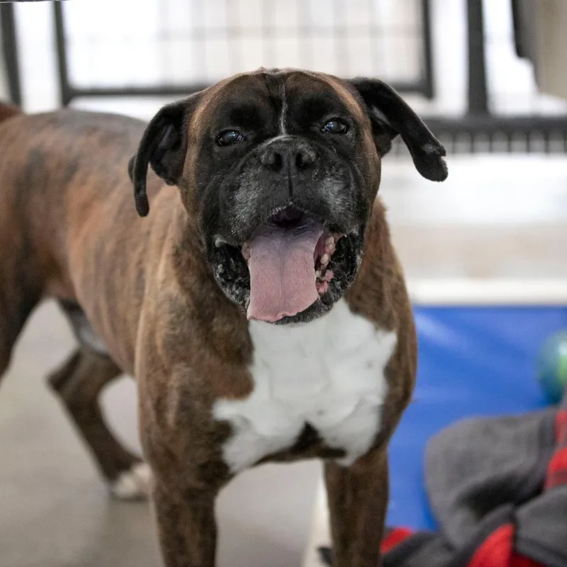 A senior medium-sized male Brindle Boxer dog named Alex for adoption in Peyton, CO