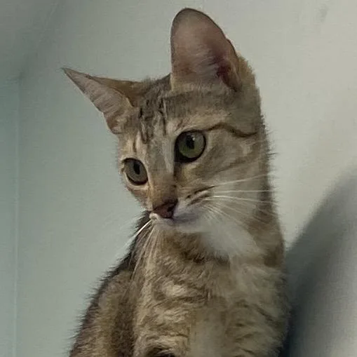 A young small-sized female Orange / Red Domestic Short Hair cat named Lilo for adoption in Chattanooga, TN