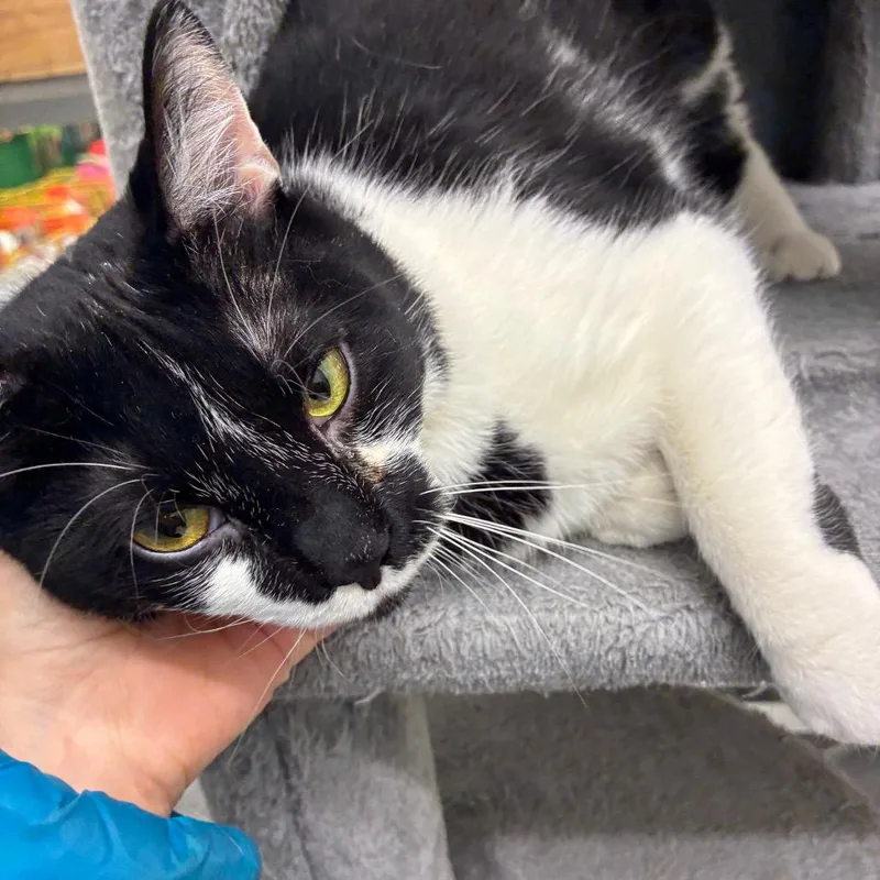 An adult large-sized female Black Domestic Short Hair cat named Frostbite for adoption in Hamburg, NY
