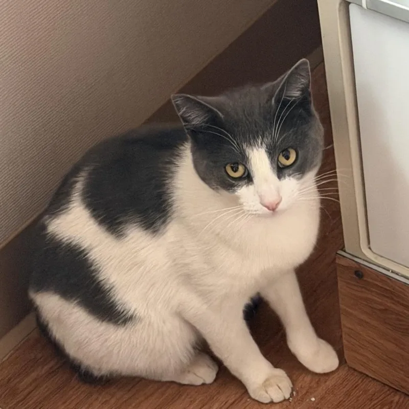 A young medium-sized male Black Domestic Short Hair cat named Buddy for adoption in Lakewood, CO