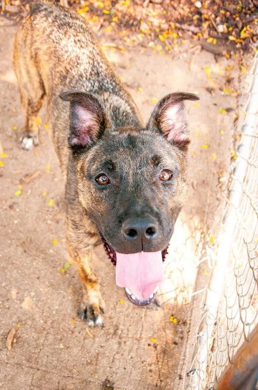 An adult large-sized male Brindle Mixed Breed dog named Solofa for adoption in Cincinnati, OH
