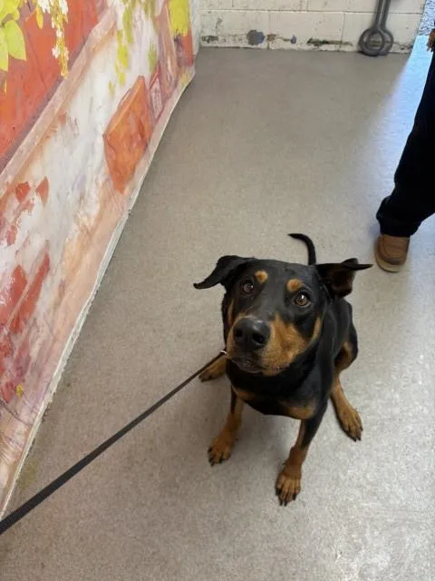 An adult large-sized male Doberman Pinscher dog named Benny Boy for adoption in San Bernardino, CA