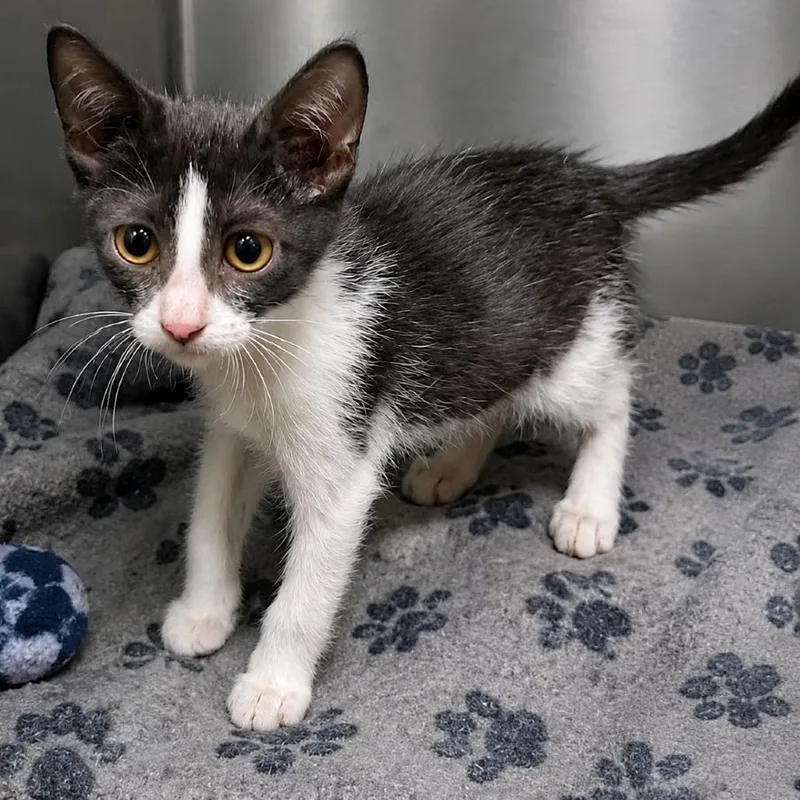 A baby small-sized female Domestic Short Hair cat named Baby Betty for adoption in Austin, TX