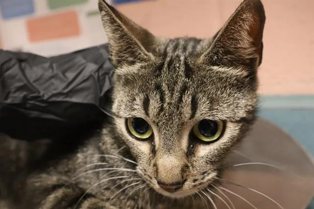 An adult large-sized female Domestic Short Hair cat named Watermelon for adoption in Columbia, SC