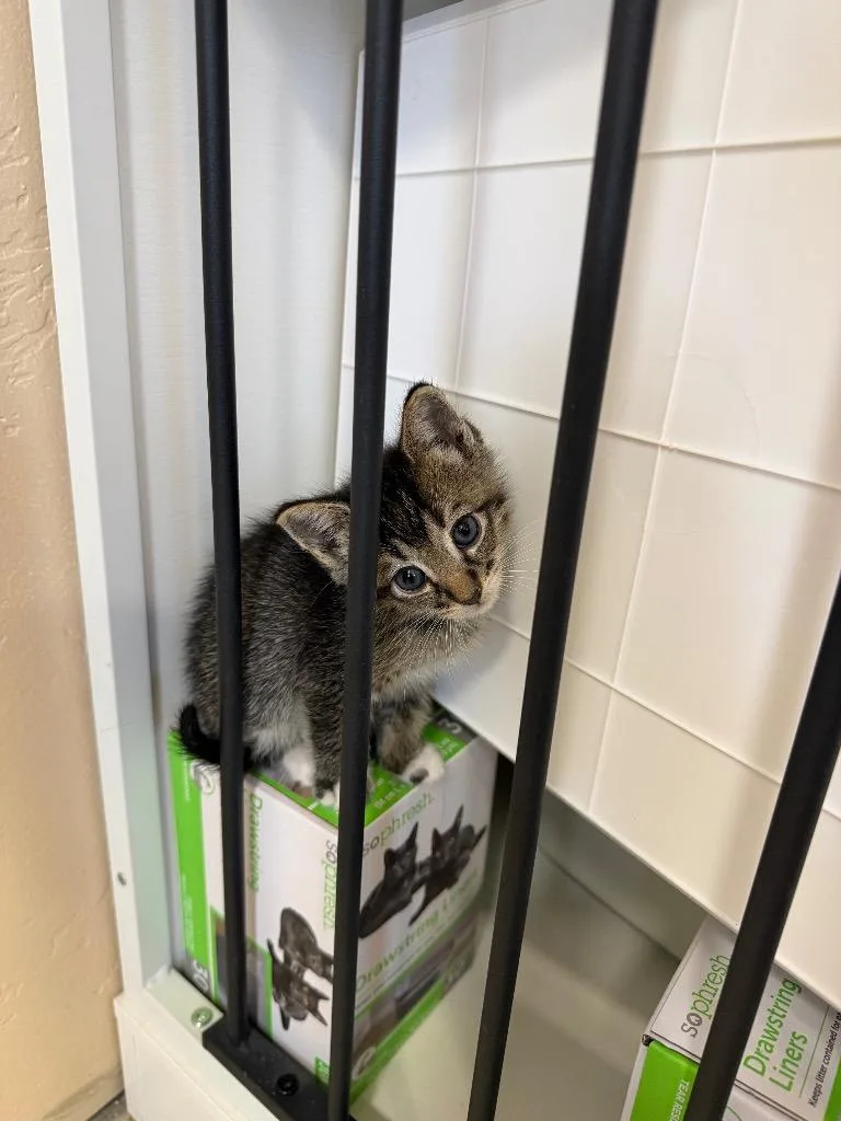 A baby small-sized male Domestic Short Hair cat named Lewis for adoption in La Verkin, UT