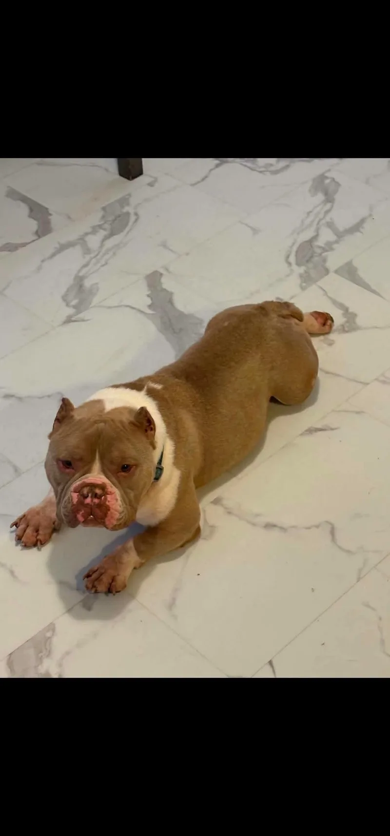 An adult medium-sized female Yellow / Tan / Blond / Fawn American Bully dog named Nala for adoption in Antioch, TN