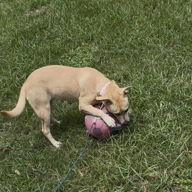 A young medium-sized female Yellow / Tan / Blond / Fawn German Shepherd Dog dog named Molly for adoption in Cleveland, TX