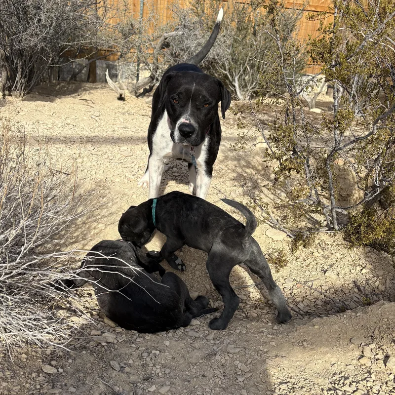 Lady Mae thumbnail 5