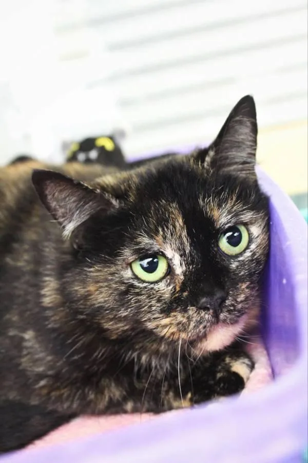 An adult small-sized female Domestic Short Hair cat named Vivie for adoption in Indiana, PA
