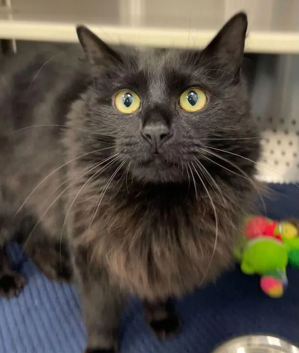 Professor Mcgonagal thumbnail 2