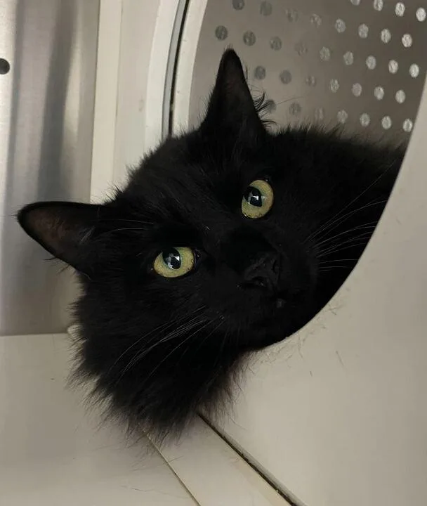 Professor Mcgonagal thumbnail 3