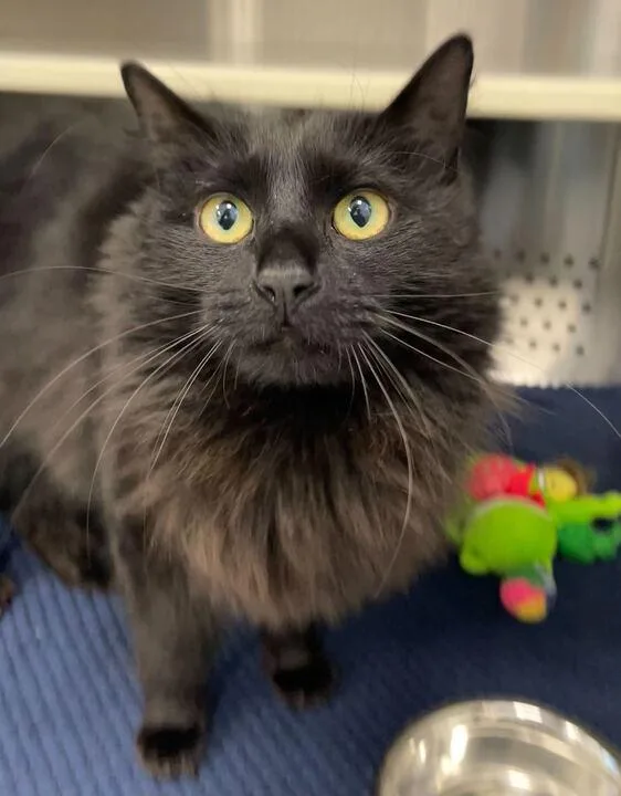 Professor Mcgonagal thumbnail 4