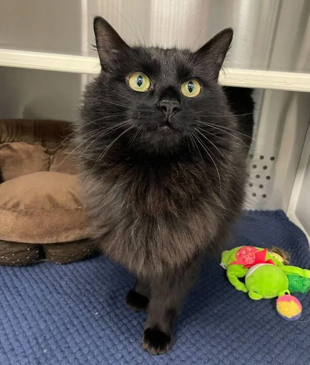 Professor Mcgonagal thumbnail 5