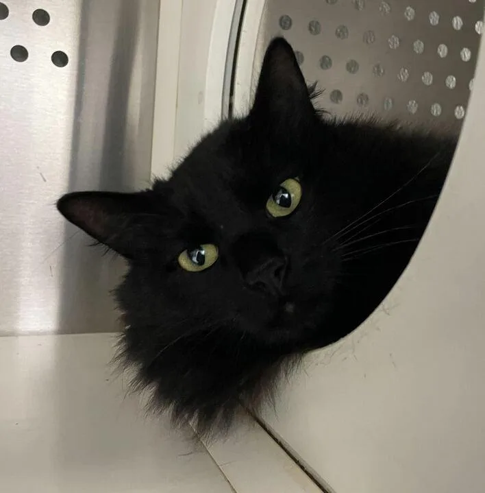 Professor Mcgonagal thumbnail 6