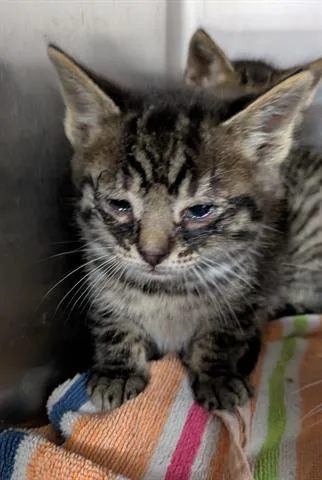 A baby small-sized male Domestic Medium Hair cat named Eeyore for adoption in San Martin, CA