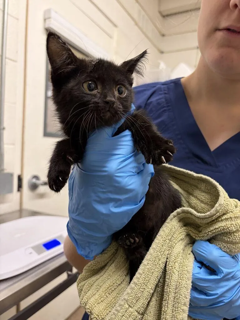 A baby small-sized male Black Domestic Short Hair cat named Boot for adoption in Fruit Heights, UT