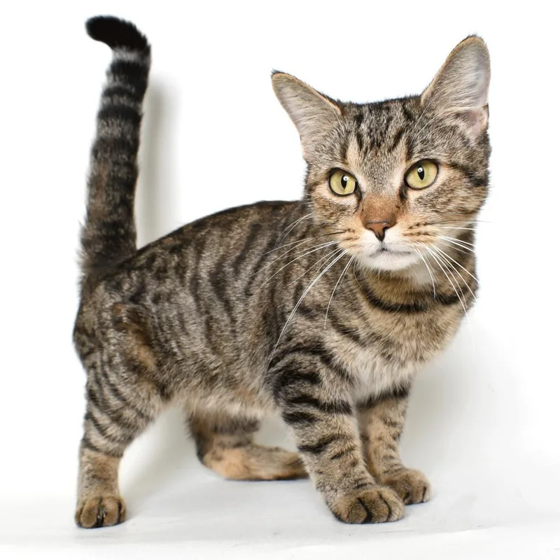 An adult large-sized female Brown / Chocolate Domestic Short Hair cat named Nya for adoption in Springfield, IL